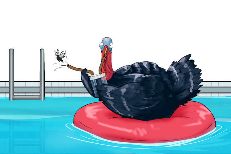 In the pool, the turkey's (pooter) used a small device to collect insects through suction